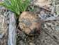 Osztott pöfeteg (Pisolithus arhizus), Budai-hegység